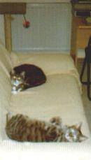 katzen_1.jpg (5135 Byte)